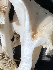 Pleurotus pulmonarius