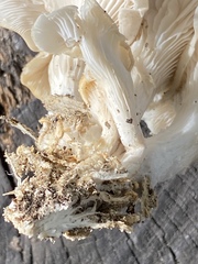 Pleurotus pulmonarius