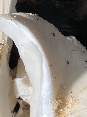 Pleurotus pulmonarius