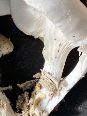Pleurotus pulmonarius