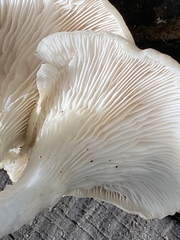 Pleurotus pulmonarius