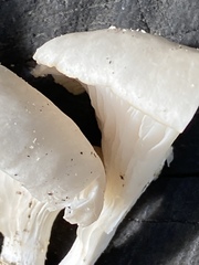 Pleurotus pulmonarius