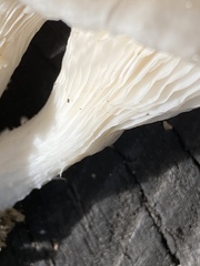 Pleurotus pulmonarius