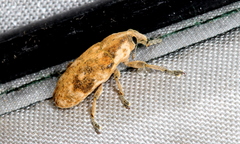 Hypolixus mastersii