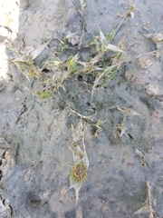 Sporobolus aculeatus