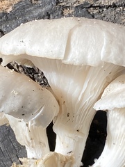 Pleurotus pulmonarius