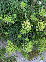 Crithmum maritimum