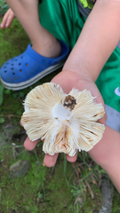 Russula