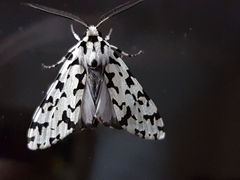 Eucereon tigrata