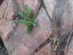 Taraxacum officinale