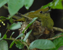 Antilophia galeata