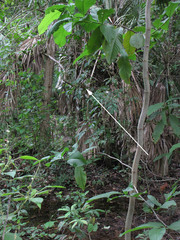Antilophia galeata