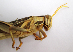 Cyrtacanthacris tatarica