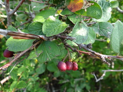 Cotoneaster mongolicus