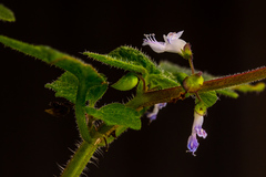 Coleus aliciae