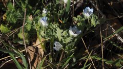 Nemophila menziesii integrifolia