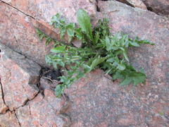 Taraxacum officinale