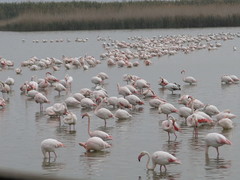 Phoenicopterus roseus