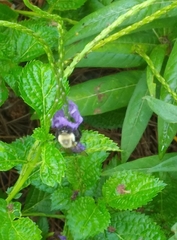 Bombus impatiens image