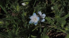 Nemophila menziesii integrifolia
