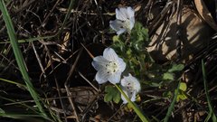 Nemophila menziesii integrifolia