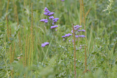 Limonium gmelinii