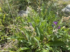 Oxytropis kusnetzovii