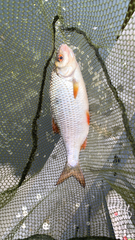Rutilus rutilus