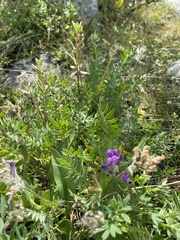 Oxytropis kusnetzovii