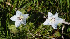 Nemophila menziesii integrifolia