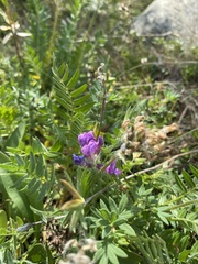 Oxytropis kusnetzovii
