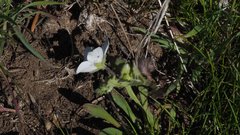 Nemophila menziesii integrifolia