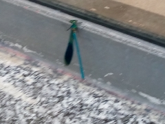 Calopteryx splendens