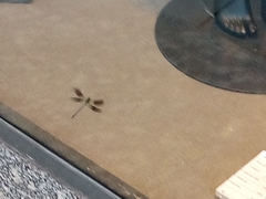 Calopteryx splendens