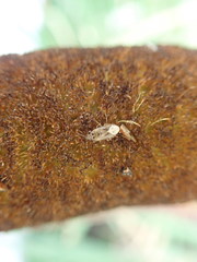 Chilacis typhae