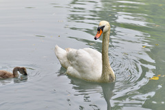 Cygnus olor