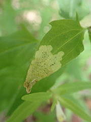 Liriomyza pistilla