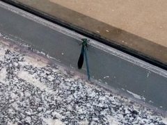 Calopteryx splendens