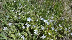 Nemophila menziesii integrifolia