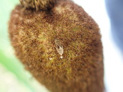 Chilacis typhae