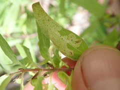 Liriomyza pistilla