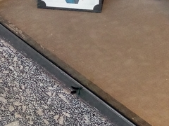 Calopteryx splendens