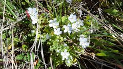 Nemophila menziesii integrifolia