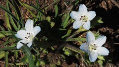 Nemophila menziesii integrifolia