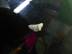 Leptostales terminata