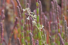 Atriplex pedunculata