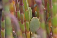 Atriplex pedunculata