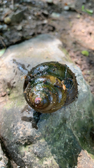 Cipangopaludina chinensis