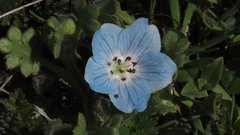Nemophila menziesii integrifolia