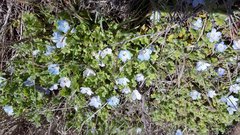 Nemophila menziesii integrifolia